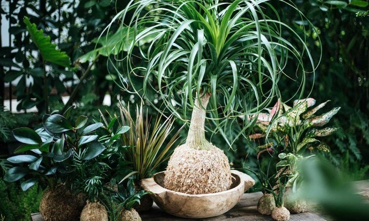 Ý nghĩa phong thủy của cây lan bình rượu
