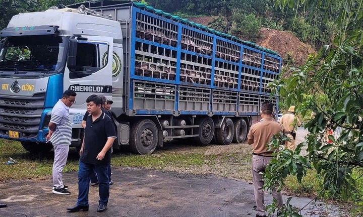 Phát hiện xe tải chở 14 tấn heo bị dịch tả châu Phi đang trên đường đi tiêu thụ