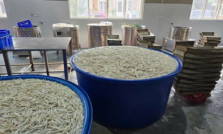 Cận cảnh hơn 13 tấn chân gà ngâm chất tẩy trắng H2O2 ở Thanh Hóa