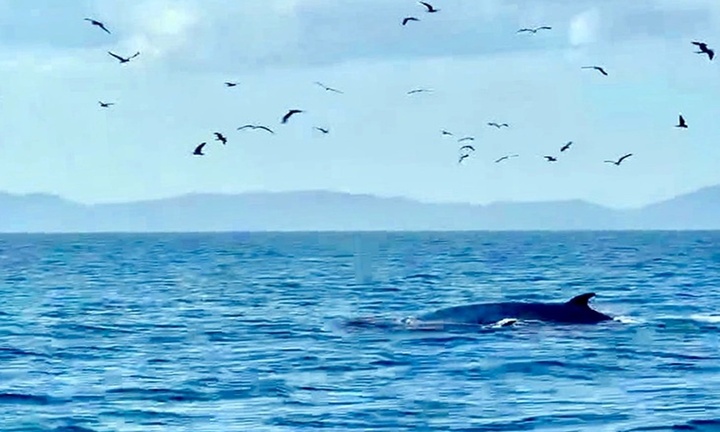 Tin thời sự hôm nay (15/7): Hai mẹ con cá voi vào săn mồi ở Cù Lao Mái Nhà