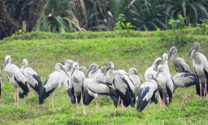 Xuất hiện hàng nghìn chim quý, ngày ra ruộng kiếm ăn, đêm về rừng tràm ngủ