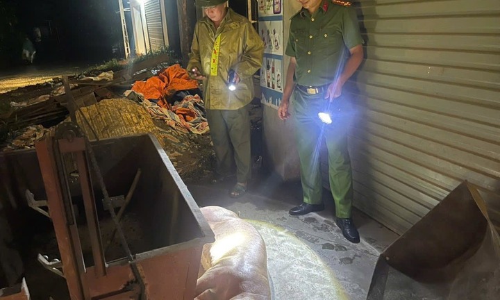 Phát hiện, xử lý đối tượng chở lợn nhiễm dịch tả lợn Châu Phi đi bán ở Phú Thọ