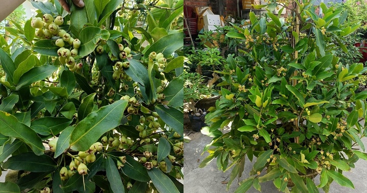 Cây ăn quả bờ bụi 