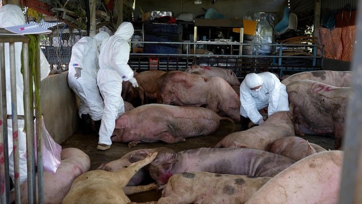 Phát hiện cơ sở thu mua lợn dịch ở Quảng Ngãi, tuồn ra các tỉnh khác để làm lạp xưởng