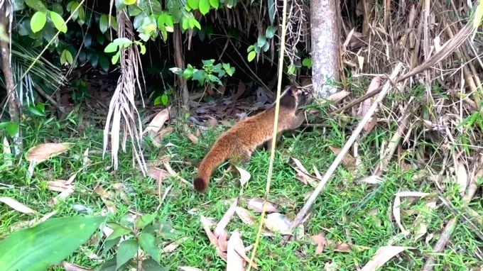 Thả 58 con vật quý hiếm, đuôi rất dài, thích 