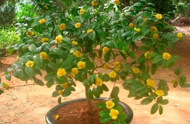 Loại cây mọc dại khắp nơi nay lên đời thành