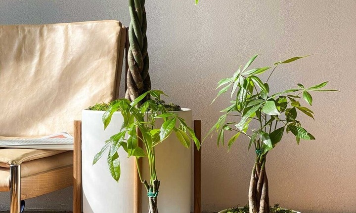 Trồng cây kim ngân nên chọn chậu có mấy gốc