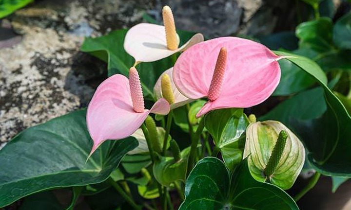 Ý nghĩa của cây hồng môn