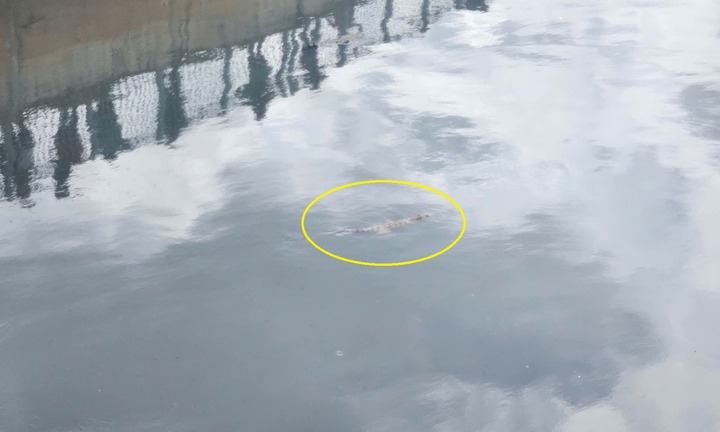 Cá sấu dưới kênh ở TP.HCM đã bị bắt 