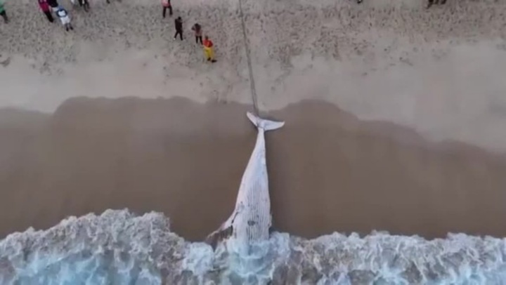 Clip: Xác cá voi lưng gù khổng lồ dạt vào bãi biển nổi tiếng, thu hút sự tò mò