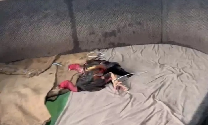 Bắt quả tang hàng chục con bạc sát phạt tại sới đá gà ở Tây Ninh: Công an thu giữ 215 triệu đồng