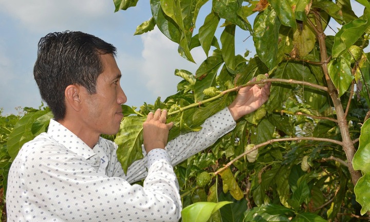 Kỹ sư công nghệ thông tin bỏ phố, về quê 