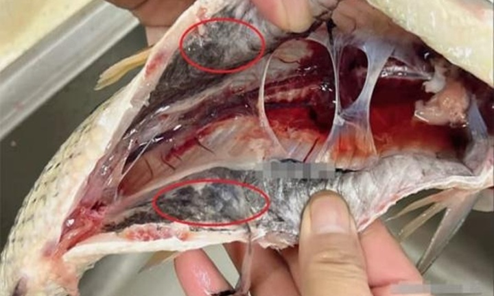 Có nên ăn lớp màng đen trong bụng cá?