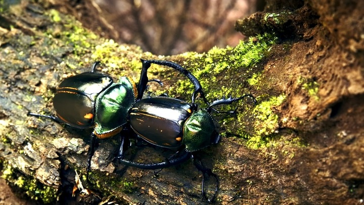 Khám phá loài côn trùng cực hiếm giá 3,4 tỷ đồng/con, Việt Nam cũng có