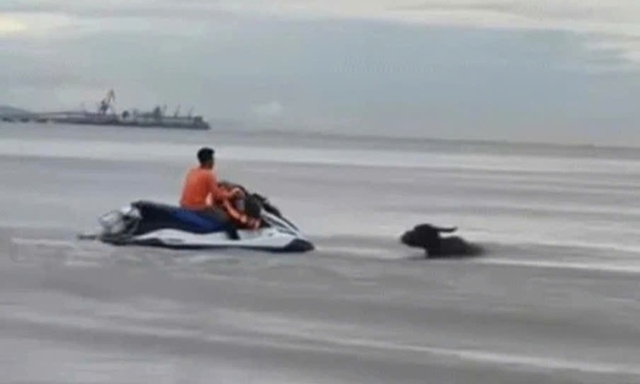 Phát hiện 4 con vật đen bóng, hiền lành 