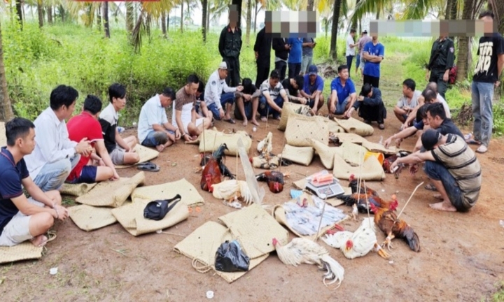 Triệt phá trường gà sát phạt hơn 1,6 tỷ đồng ở Cần Thơ, tạm giữ hình sự 8 người