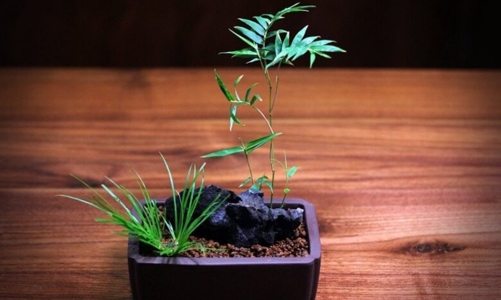 Loại cây cỏ dại nay lên đời thành bonsai độc lạ, toả mùi thơm đặc biệt, nhiều người 