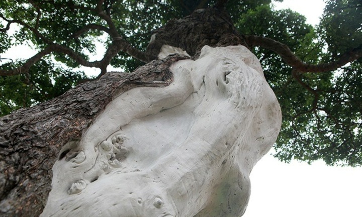 Choáng váng cây mọc dại bờ rào ở quê nay 