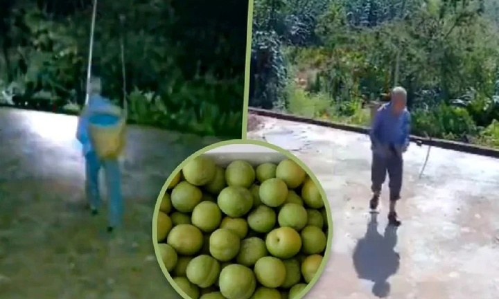 Nghẹn ngào khoảnh khắc người cha 82 tuổi dậy từ 3h sáng hái mận gửi cho con trai