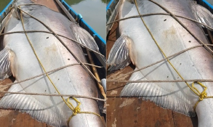 Clip: Ngư dân câu được 