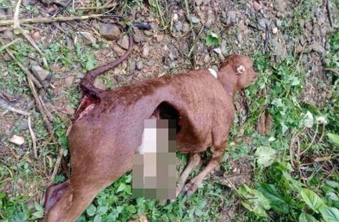 Vụ đàn chó sói tấn công 50 con trâu, bò ở Điện Biên: Trưởng bản tiết lộ 