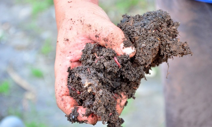 Bỏ lương nghìn đô, trai phố lên rừng núi nuôi...giun quế