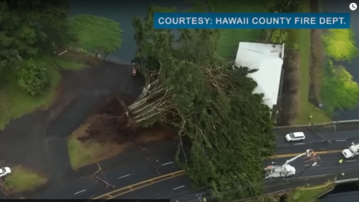 Bàng hoàng phát hiện 2 thi thể nằm sâu bên trong cây đa khổng lồ bị đổ do bão ở Mỹ