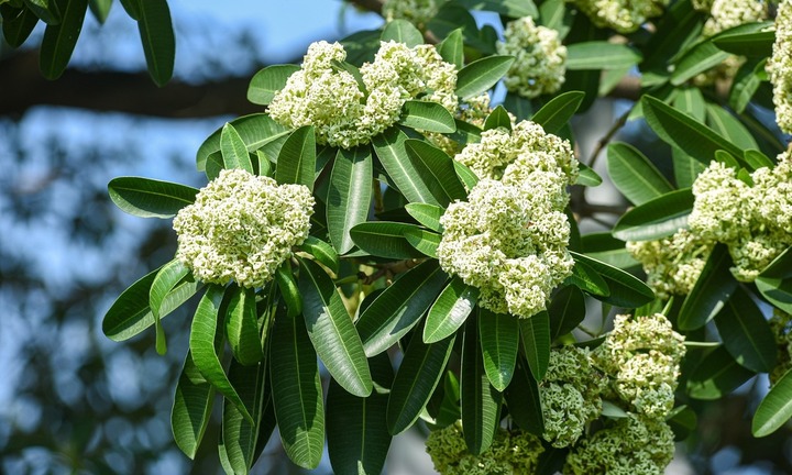 Loại cây có mùi thơm đặc trưng nay lên chậu thành bonsai đẹp lạ, đại gia thi nhau lùng sục
