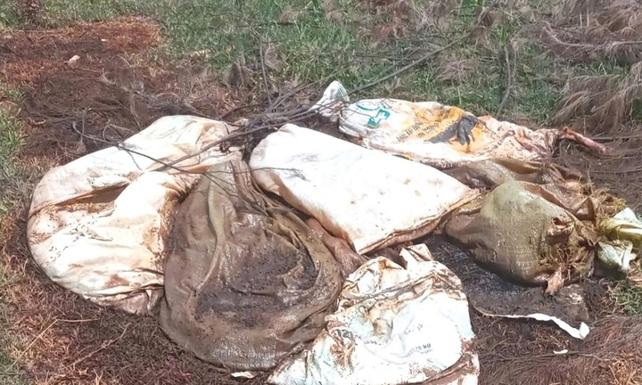 Phát hiện 6 bao tải chứa heo chết vứt trên đồi ở Quảng Trị