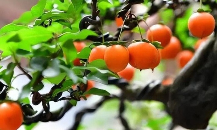 Loại cây ăn quả quen thuộc nay