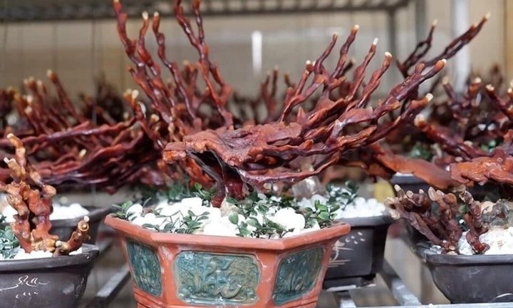 Biến loại cây đã đắt nay còn đắt hơn với kiểu dáng bonsai độc đáo, giá ngang chiếc xe