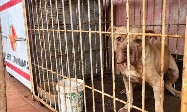 Nhận trông chó Pitbull giúp chủ nhà, con trai 4 tuổi bị cắn tử vong, mẹ vướng vào vòng lao lý ở Brazil