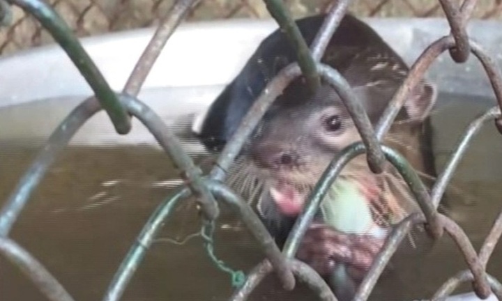 Một con vật quý hiếm, nặng 3,5kg đi