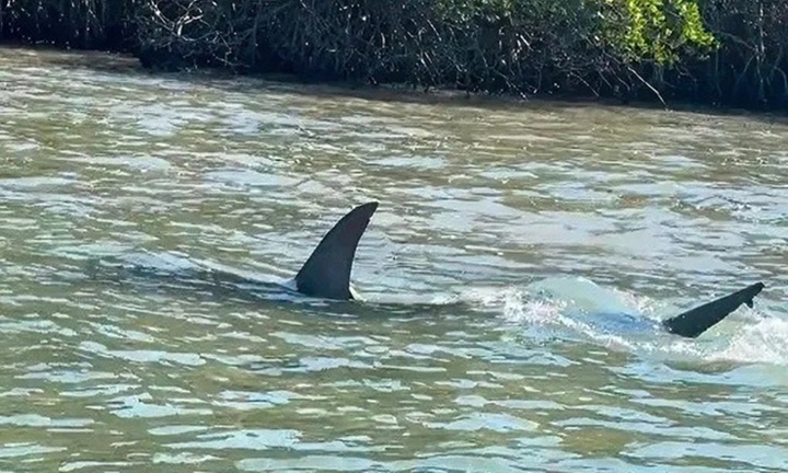 Clip: Cá mập đầu búa phóng như bay, truy lùng cá đuối gai độc
