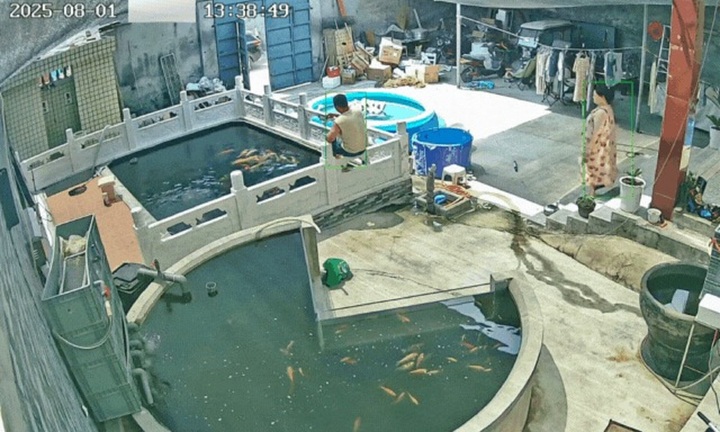 Vợ thẳng chân đạp chồng rơi xuống hồ cá Koi, biết lý do cư dân mạng đồng loạt 