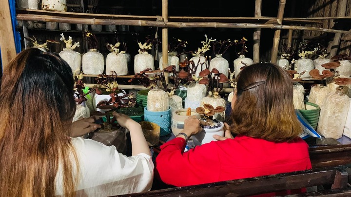 Chán cảnh xa nhà, cô gái trẻ hốt bạc nhờ biến thứ tầm thường thành bonsai độc nhất vô nhị