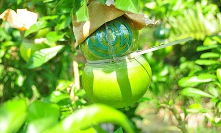 Loại cây có tên 