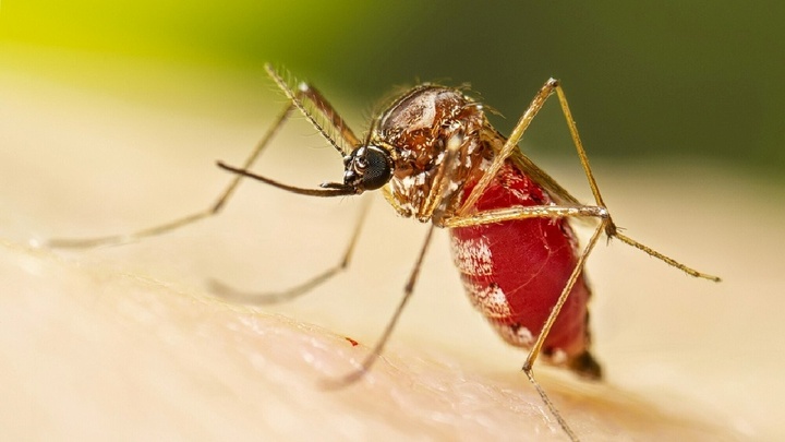 Virus Chikungunya do muỗi truyền đang lan rộng trên thế giới có nguy hiểm không?