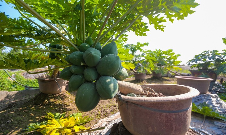 Loại cây ăn quả quen thuộc nay 