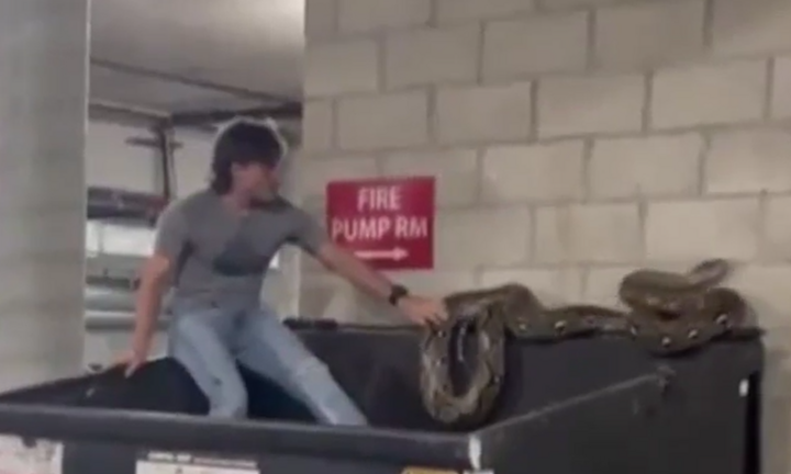 Clip: Cận cảnh người đàn ông tay không bắt trăn “khủng” dài khoảng 6m