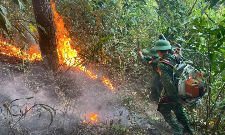 Cháy rừng phòng hộ ở Quảng Trị, nghi do người dân đốt ong