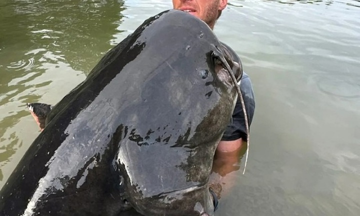 Cần thủ nổi tiếng câu được con cá trê 