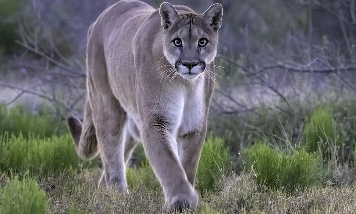 Đang cho gà ăn, bé gái 11 tuổi bị sư tử núi tấn công