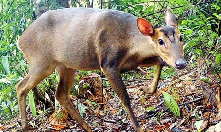 Loài vật có tên trong Sách Đỏ,  “chân mảnh khảnh, răng nanh dài” vừa xuất hiện ở Quảng Trị quý hiếm cỡ nào?