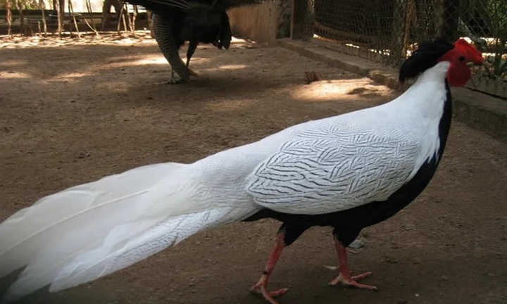 Những loài gà nào cùng quý hiếm như gà lôi trắng?