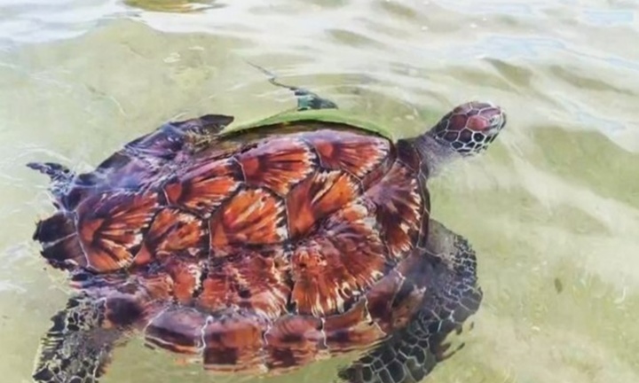 Phát hiện loài động vật quý hiếm, có tên trong Sách Đỏ Việt Nam, nặng 12kg 