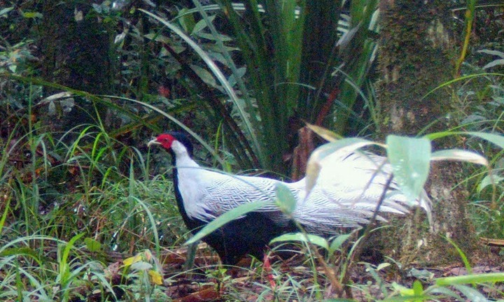 Gà lôi trắng lọt vào bẫy ảnh trong rừng đặc dụng Nam Quảng Trị