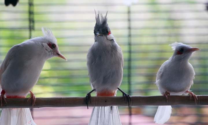 Kỹ sư xây dựng bỏ lương cao về quê nuôi chim đột biến, thu 3 tỷ đồng/năm