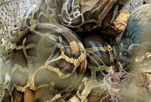 Phát hiện con vật