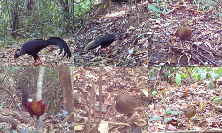 Mê mẩn ngắm những loài vật quý hiếm